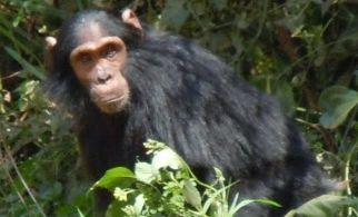 chimpanzee kibale forest